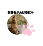 キジトラ のふうちゃんです（個別スタンプ：5）