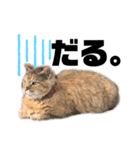 キジトラ のふうちゃんです（個別スタンプ：6）