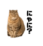キジトラ のふうちゃんです（個別スタンプ：7）