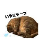 キジトラ のふうちゃんです（個別スタンプ：8）