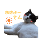 林家の愛されモノクロねこ（個別スタンプ：1）