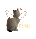 林家の愛されモノクロねこ（個別スタンプ：3）