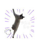 林家の愛されモノクロねこ（個別スタンプ：4）