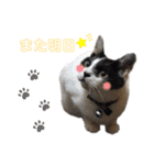 林家の愛されモノクロねこ（個別スタンプ：5）