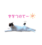 林家の愛されモノクロねこ（個別スタンプ：6）