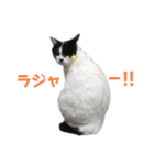 林家の愛されモノクロねこ（個別スタンプ：11）