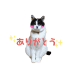 林家の愛されモノクロねこ（個別スタンプ：12）