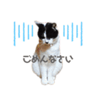 林家の愛されモノクロねこ（個別スタンプ：13）