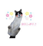 林家の愛されモノクロねこ（個別スタンプ：14）