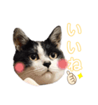 林家の愛されモノクロねこ（個別スタンプ：15）