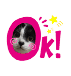 林家の愛されモノクロねこ（個別スタンプ：16）