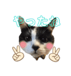 林家の愛されモノクロねこ（個別スタンプ：18）