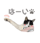 林家の愛されモノクロねこ（個別スタンプ：19）