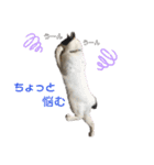 林家の愛されモノクロねこ（個別スタンプ：23）