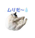 林家の愛されモノクロねこ（個別スタンプ：24）
