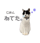 林家の愛されモノクロねこ（個別スタンプ：25）