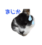 林家の愛されモノクロねこ（個別スタンプ：26）