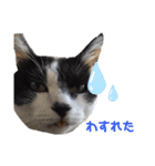 林家の愛されモノクロねこ（個別スタンプ：27）