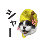 林家の愛されモノクロねこ（個別スタンプ：28）