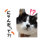 林家の愛されモノクロねこ（個別スタンプ：29）