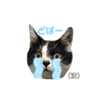 林家の愛されモノクロねこ（個別スタンプ：31）
