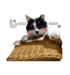 林家の愛されモノクロねこ（個別スタンプ：32）