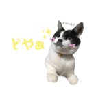 林家の愛されモノクロねこ（個別スタンプ：33）