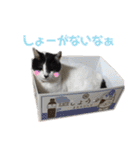 林家の愛されモノクロねこ（個別スタンプ：34）