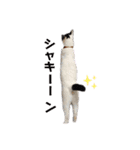 林家の愛されモノクロねこ（個別スタンプ：35）