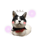 林家の愛されモノクロねこ（個別スタンプ：36）
