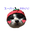 林家の愛されモノクロねこ（個別スタンプ：37）