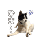 林家の愛されモノクロねこ（個別スタンプ：38）