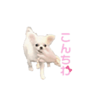 チワワのすず（個別スタンプ：1）