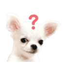 チワワのすず（個別スタンプ：3）