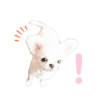 チワワのすず（個別スタンプ：4）