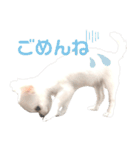 チワワのすず（個別スタンプ：5）