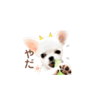 チワワのすず（個別スタンプ：8）