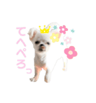 チワワのすず（個別スタンプ：10）