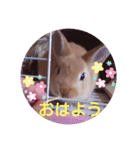 うさぎのゆずちゃん その2（個別スタンプ：1）