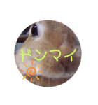 うさぎのゆずちゃん その2（個別スタンプ：5）