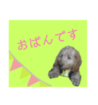 ダックス華スタンプ（個別スタンプ：5）