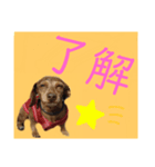 ダックス華スタンプ（個別スタンプ：6）