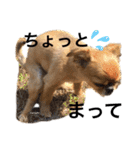 あんず☆うり☆のこ（個別スタンプ：16）