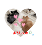 我が家のポメちゃんスタンプ4（個別スタンプ：10）