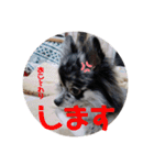 我が家のポメちゃんスタンプ4（個別スタンプ：12）