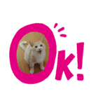 くりーむとみーこ④（個別スタンプ：1）