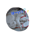 くりーむとみーこ④（個別スタンプ：6）