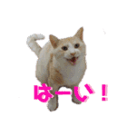 くりーむとみーこ④（個別スタンプ：7）