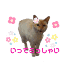 くりーむとみーこ④（個別スタンプ：11）