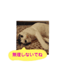 くりーむとみーこ④（個別スタンプ：12）